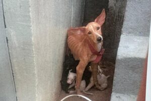 Homem preso em Manaus por maus-tratos contra 9 cachorros, deixava os animais sem água e comida por vários dias