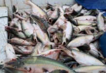 Período de defeso começa nesta sexta e pesca de 8 espécies fica proibida no Amazonas por 4 meses