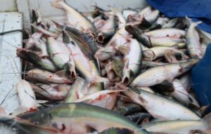 Período de defeso começa nesta sexta e pesca de 8 espécies fica proibida no Amazonas por 4 meses