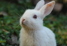 Decisão judicial garante direito de coelho viajar na cabine ao lado dos tutores, em Manaus coelho