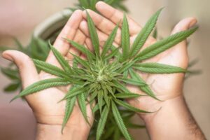 STJ autoriza cultivo de cannabis para fins medicinais