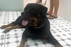Raiva canina: proteja seu pet e sua família com a vacinação antirrábica