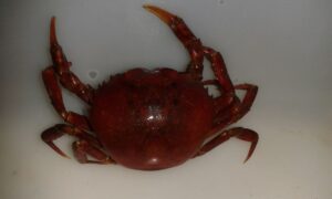 Estudo analisa impacto de microplásticos no crescimento e sobrevivência do caranguejo vermelho