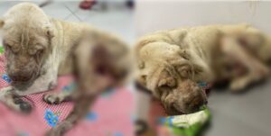 Homem é preso em Manaus por maus-tratos a um cachorro da raça Shar-pei