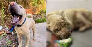 Casal pagou R$ 50 reais para homem abandonar cachorro vítima de maus-tratos em Manaus, diz PC