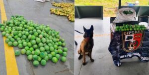 Cão policial Havana identifica droga escondida em formato de limões durante operação em Coari