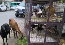 ADAF FOTO ANIMAIS EXPOSTOS EM ESTABELECIMENTO CLANDESTIN