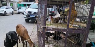 ADAF FOTO ANIMAIS EXPOSTOS EM ESTABELECIMENTO CLANDESTIN