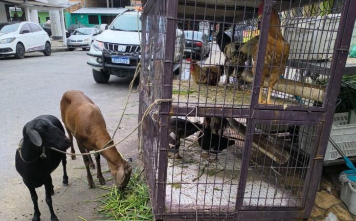 ADAF FOTO ANIMAIS EXPOSTOS EM ESTABELECIMENTO CLANDESTIN