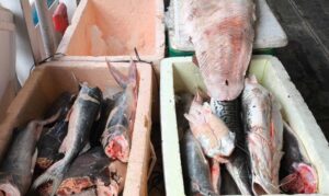 Ação da PM resulta em apreensão de 800 kg de pirarucu, surubim e pirarara, no Porto São Raimundo