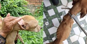 Cheio de carrapatos, ‘caramelo’ é resgatado e mulher presa por deixar o cachorro sem água e comida
