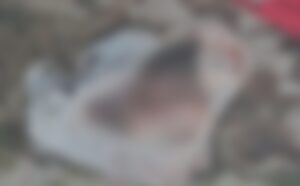 Feto de 40 semanas é encontrado em Manaus e PC solicita colaboração para localizar responsável