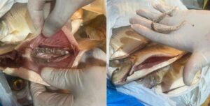 Dupla é presa ao tentar entregar drogas dentro de alguns peixes a um detento, em Barcelos