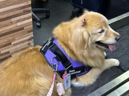 Cão de Apoio Emocional