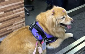 Justiça do Amazonas garante direito a idoso de viajar com cão de apoio emocional na cabine do avião