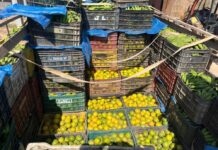 Adaf carga de laranjas estava oculta sob bananas