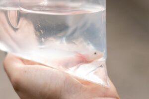 Três salamandras exóticas são encontradas escondidas em encomenda nos Correios do bairro Alvorada