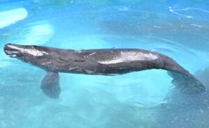 Resgate e reabilitação: peixe-boi chamado ‘Redondinho’ será preparado para voltar à natureza