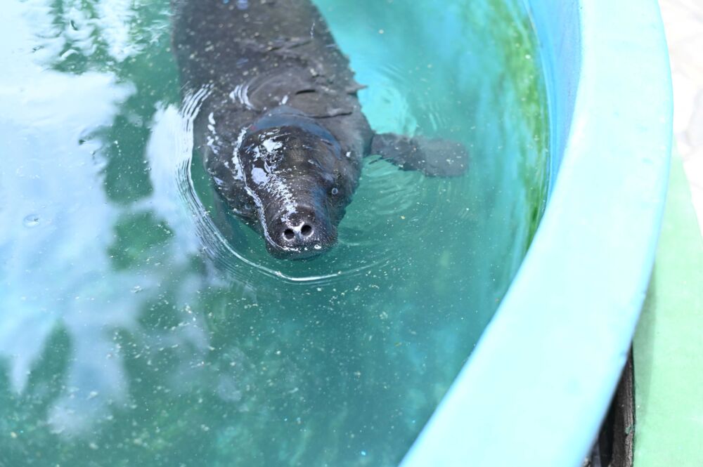Filhote de peixe boi no Inpa Foto Filhote de peixe boi no Inpa Foto