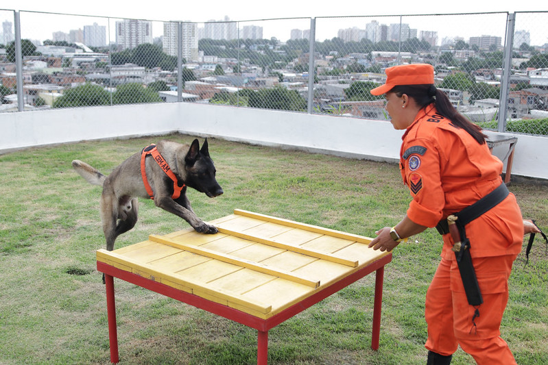 TREINAMENTO CÃES ARTHUR CASTRO SECOM ()