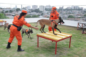 Kira, Fire e Hela: cães do Corpo de Bombeiros completam dois anos e se destacam em buscas no Amazonas