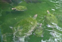 Tartarugas encontradas durante fiscalização Foto