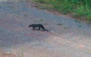 Câmeras capturam raro registro de gato-mourisco nas matas da Usina Belo Monte