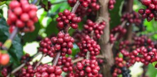 Idam Crescimento da produção cafeeira no Amazonas Divulgação ()