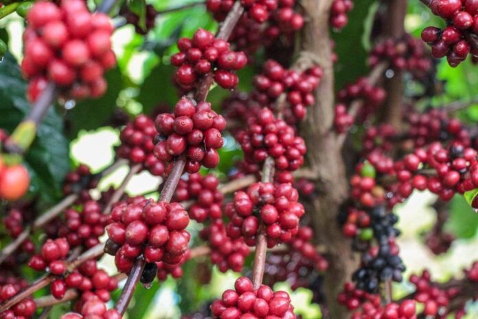 Idam Crescimento da produção cafeeira no Amazonas Divulgação () Idam Crescimento da produção cafeeira no Amazonas Divulgação ()