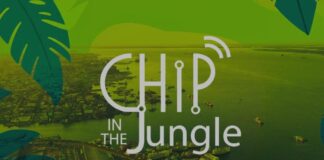 Chip in the jungle