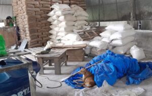 Visa Manaus apreende quase 50 toneladas de goma de tapioca em indústria clandestina