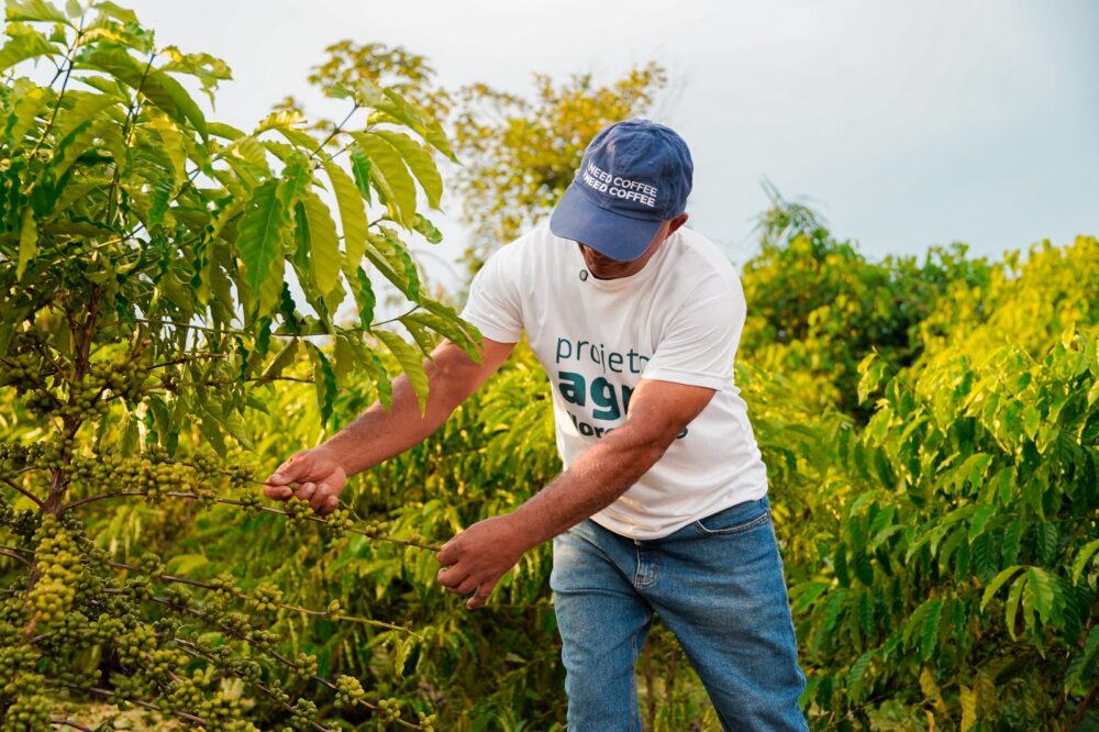 Projeto Agroflorestal