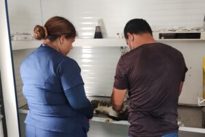 Calendário de agendamento para castração gratuita de cães e gatos é divulgado em Manaus