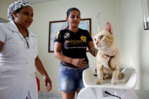 Semsa divulga o calendário de castração gratuita para cães e gatos em Manaus