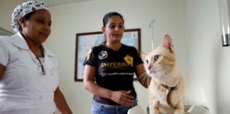 SEMSA MANAUS Calendário Vagas Castração ()