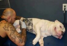 cachorro