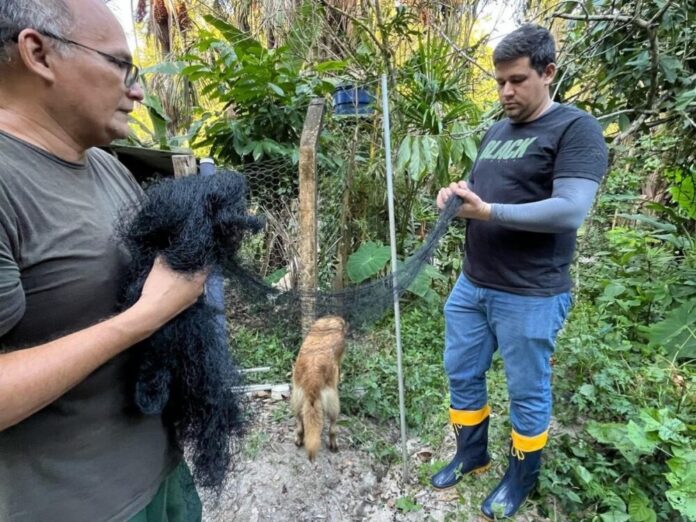 morcego raiva morcego raiva[