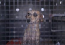 Autora da lei que multa quem praticar zoofilia deputada Joana Darc resgata cadela vítima de abuso em Tefé ()