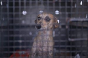 Suspeito de abusar sexualmente de cadela em Tefé já havia sido denunciado por maus-tratos