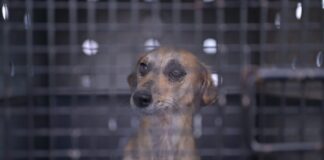 Autora da lei que multa quem praticar zoofilia deputada Joana Darc resgata cadela vítima de abuso em Tefé ()