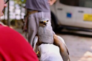 Gavião-pedrês e filhotes de aracuã são resgatados pelo Ipaam e recebem atendimento especializado