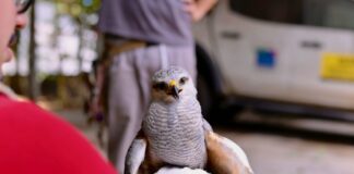 Gavião pedrês (Buteo nitidus) Foto Moisés Henrique Ipaam