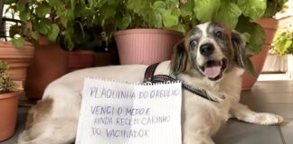 Semsa Manaus Vacinação antirrábica