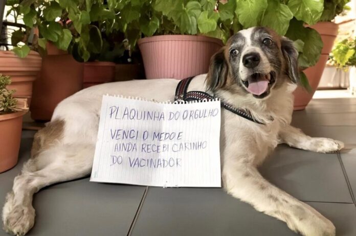 Semsa Manaus Vacinação antirrábica