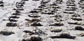 Mar seco em Praia Grande e pinguins mortos marcam semana no litoral de SP