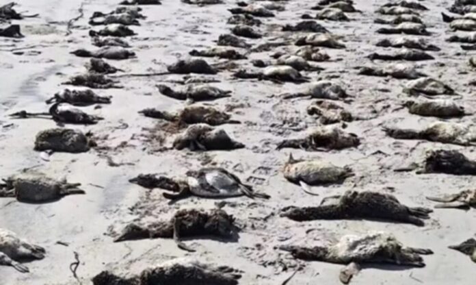 Mar seco em Praia Grande e pinguins mortos marcam semana no litoral de SP Mar seco em Praia Grande e pinguins mortos marcam semana no litoral de SP