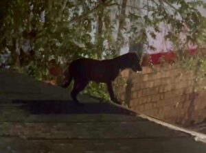 Bombeiros atende chamado curioso após cadela ‘virar gato’ e escalar telhado em Parintins