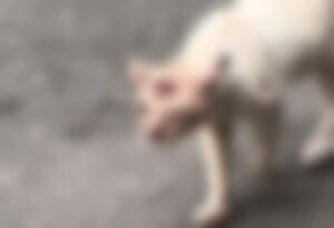 Esporotricose humana: Manaus registra 1.668 casos confirmados