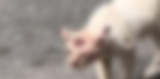 Esporotricose manaus ()