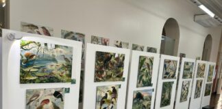 Exposição sobre a biodiversidade da Amazônia fica em Manaus até 14 de setembro